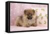 Pomeranian Puppy (10 Weeks Old) with Pink Suitcase-null-Framed Stretched Canvas