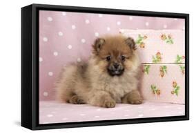 Pomeranian Puppy (10 Weeks Old) with Pink Suitcase-null-Framed Stretched Canvas