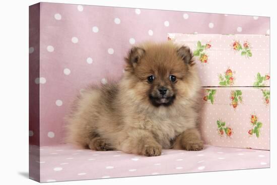 Pomeranian Puppy (10 Weeks Old) with Pink Suitcase-null-Stretched Canvas