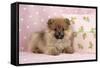 Pomeranian Puppy (10 Weeks Old) with Pink Suitcase-null-Framed Stretched Canvas