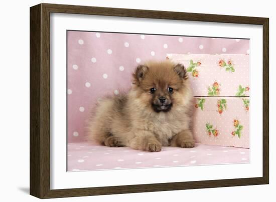 Pomeranian Puppy (10 Weeks Old) with Pink Suitcase-null-Framed Photographic Print