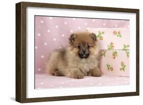 Pomeranian Puppy (10 Weeks Old) with Pink Suitcase-null-Framed Photographic Print