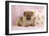 Pomeranian Puppy (10 Weeks Old) with Pink Suitcase-null-Framed Photographic Print