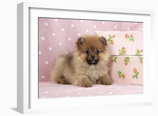 Pomeranian Puppy (10 Weeks Old) with Pink Suitcase-null-Framed Photographic Print