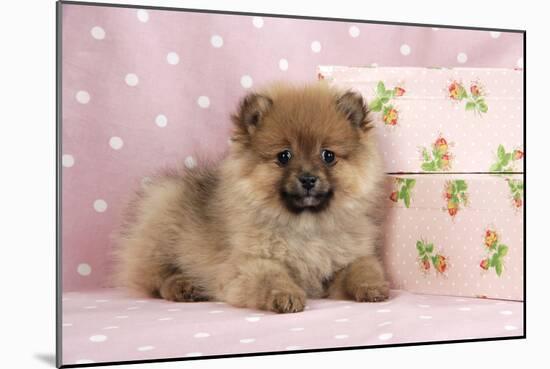 Pomeranian Puppy (10 Weeks Old) with Pink Suitcase-null-Mounted Photographic Print