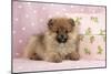 Pomeranian Puppy (10 Weeks Old) with Pink Suitcase-null-Mounted Photographic Print