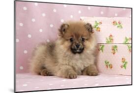 Pomeranian Puppy (10 Weeks Old) with Pink Suitcase-null-Mounted Photographic Print