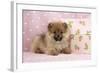 Pomeranian Puppy (10 Weeks Old) with Pink Suitcase-null-Framed Photographic Print