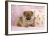 Pomeranian Puppy (10 Weeks Old) with Pink Suitcase-null-Framed Photographic Print