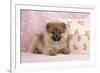 Pomeranian Puppy (10 Weeks Old) with Pink Suitcase-null-Framed Photographic Print