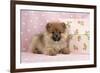 Pomeranian Puppy (10 Weeks Old) with Pink Suitcase-null-Framed Photographic Print