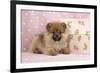 Pomeranian Puppy (10 Weeks Old) with Pink Suitcase-null-Framed Photographic Print