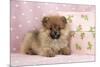 Pomeranian Puppy (10 Weeks Old) with Pink Suitcase-null-Mounted Photographic Print