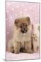 Pomeranian Puppy (10 Weeks Old) with Pink Suitcase-null-Mounted Photographic Print