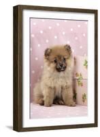 Pomeranian Puppy (10 Weeks Old) with Pink Suitcase-null-Framed Photographic Print