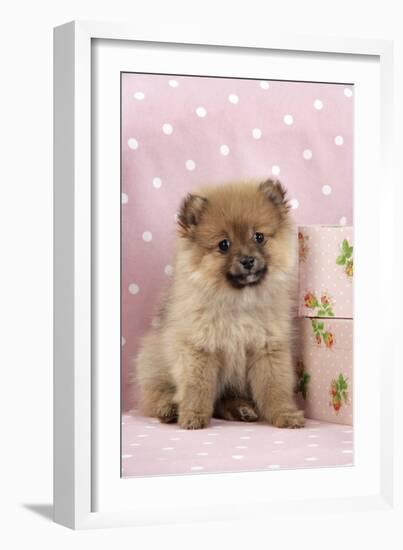 Pomeranian Puppy (10 Weeks Old) with Pink Suitcase-null-Framed Photographic Print