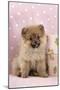 Pomeranian Puppy (10 Weeks Old) with Pink Suitcase-null-Mounted Photographic Print