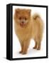 Pomeranian Puppy, 10 Weeks Old-Jane Burton-Framed Stretched Canvas