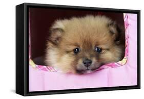 Pomeranian Puppy (10 Weeks Old)-null-Framed Stretched Canvas