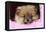 Pomeranian Puppy (10 Weeks Old)-null-Framed Stretched Canvas