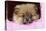 Pomeranian Puppy (10 Weeks Old)-null-Stretched Canvas