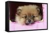 Pomeranian Puppy (10 Weeks Old)-null-Framed Stretched Canvas