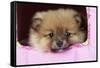 Pomeranian Puppy (10 Weeks Old)-null-Framed Stretched Canvas