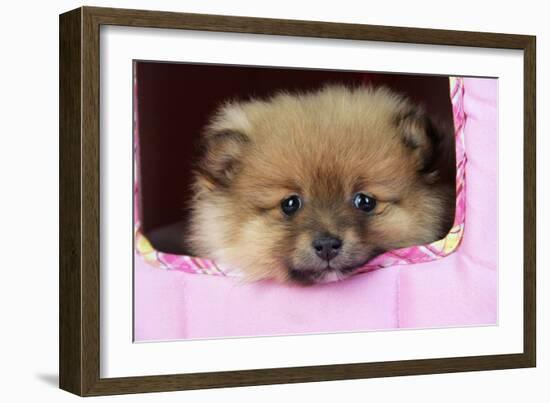 Pomeranian Puppy (10 Weeks Old)-null-Framed Photographic Print