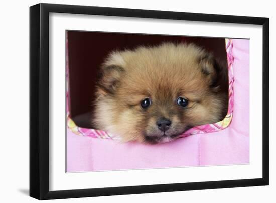 Pomeranian Puppy (10 Weeks Old)-null-Framed Photographic Print