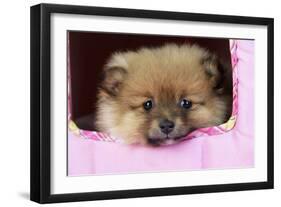 Pomeranian Puppy (10 Weeks Old)-null-Framed Photographic Print