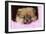 Pomeranian Puppy (10 Weeks Old)-null-Framed Photographic Print