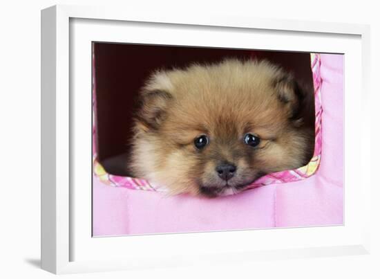 Pomeranian Puppy (10 Weeks Old)-null-Framed Photographic Print