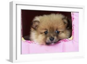 Pomeranian Puppy (10 Weeks Old)-null-Framed Photographic Print