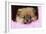 Pomeranian Puppy (10 Weeks Old)-null-Framed Photographic Print