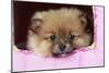 Pomeranian Puppy (10 Weeks Old)-null-Mounted Photographic Print