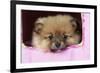 Pomeranian Puppy (10 Weeks Old)-null-Framed Photographic Print