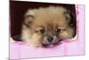 Pomeranian Puppy (10 Weeks Old)-null-Mounted Photographic Print