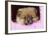 Pomeranian Puppy (10 Weeks Old)-null-Framed Photographic Print