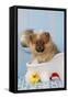 Pomeranian Puppy in Bath (10 Weeks Old)-null-Framed Stretched Canvas