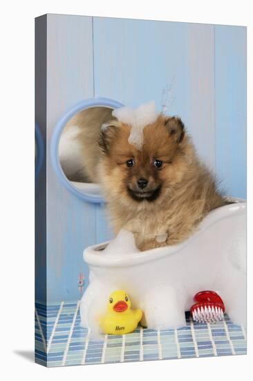 Pomeranian Puppy in Bath (10 Weeks Old)-null-Stretched Canvas