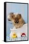 Pomeranian Puppy in Bath (10 Weeks Old)-null-Framed Stretched Canvas