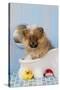 Pomeranian Puppy in Bath (10 Weeks Old)-null-Stretched Canvas