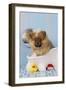 Pomeranian Puppy in Bath (10 Weeks Old)-null-Framed Photographic Print