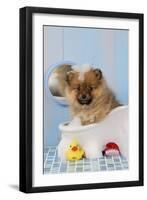 Pomeranian Puppy in Bath (10 Weeks Old)-null-Framed Photographic Print