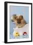 Pomeranian Puppy in Bath (10 Weeks Old)-null-Framed Photographic Print