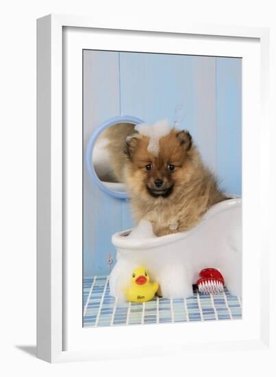 Pomeranian Puppy in Bath (10 Weeks Old)-null-Framed Photographic Print