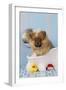 Pomeranian Puppy in Bath (10 Weeks Old)-null-Framed Photographic Print