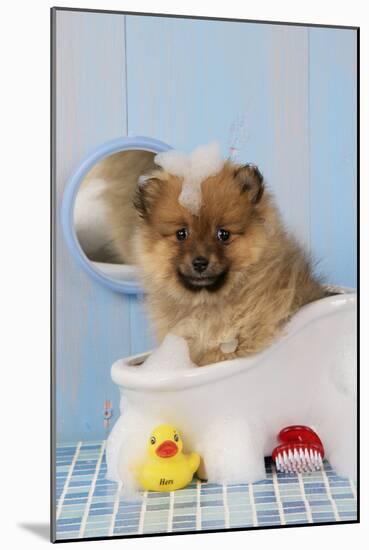Pomeranian Puppy in Bath (10 Weeks Old)-null-Mounted Photographic Print