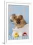 Pomeranian Puppy in Bath (10 Weeks Old)-null-Framed Photographic Print