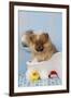 Pomeranian Puppy in Bath (10 Weeks Old)-null-Framed Photographic Print